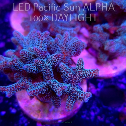 Seriatopora guttatus (22.01.2025)  7cm