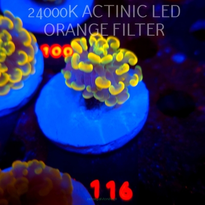 Euphyllia paraancora AUSSIE GOLD HAMMER (01.07.2026) L4-116 
