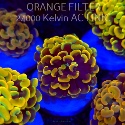 Euphyllia paraancora GOLD HOLOGRAM HAMMER (02.04.2025)