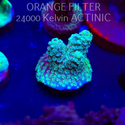 Acropora florida CLASSIC (04.10.2025)  3cm