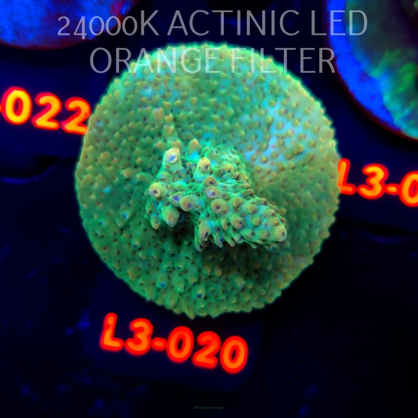 Acropora sp. PREMIUM AUSTRALIA (08.05.2026) L3-020  5cm
