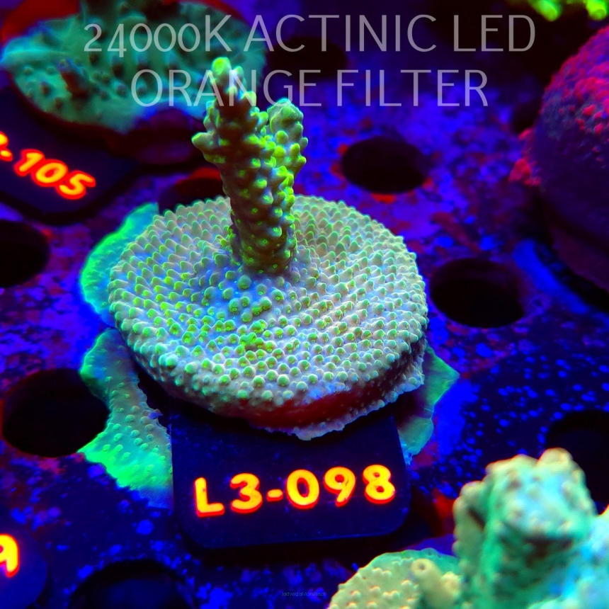 Acropora sp. PREMIUM AUSTRALIA (05.01.2026) L3-098  5cm