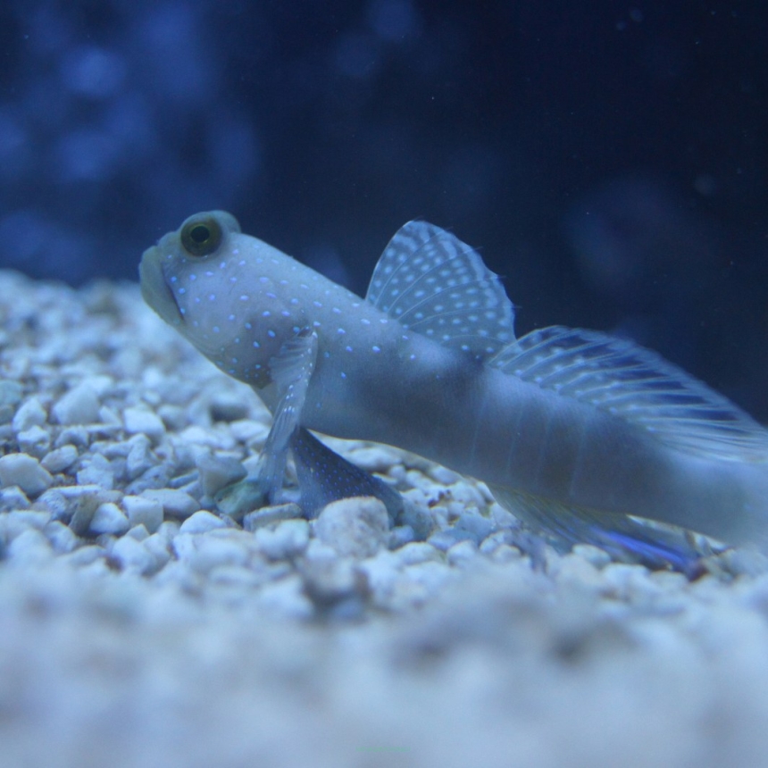 Cryptocentrus cinctus rozmiar 5-6 cm (Yellow Watchman Goby)