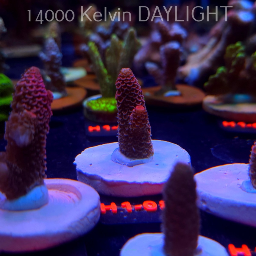 Acropora spathulata CORAL SEA ULTRA RED (16.10.2025) H1-082  4cm