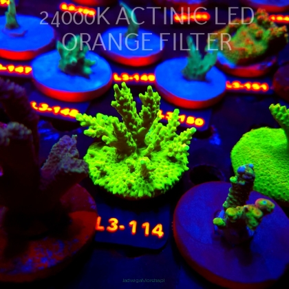 Acropora yongei GREEN SLIMER (11.09.2026) L3-114  6cm