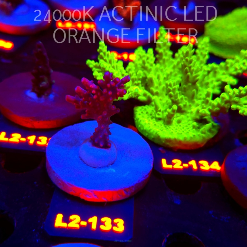 Acropora CEREALIS RED (14.08.2026) L2-133  5cm