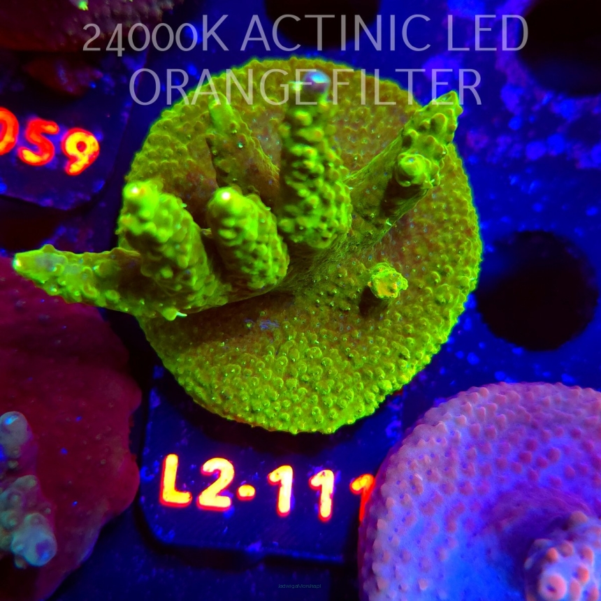 Acropora RR RAINBOW LOOM  (18.03.2026) L2-111  5cm