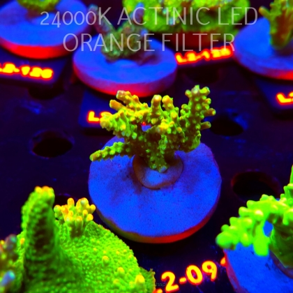 Acropora RR RAINBOW LOOM (14.08.2026) L2-091  5cm