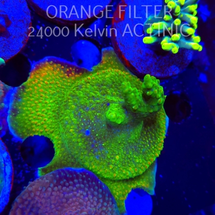 Acropora RR RAINBOW LOOM  (24.05.2025) L2-I-39  6cm