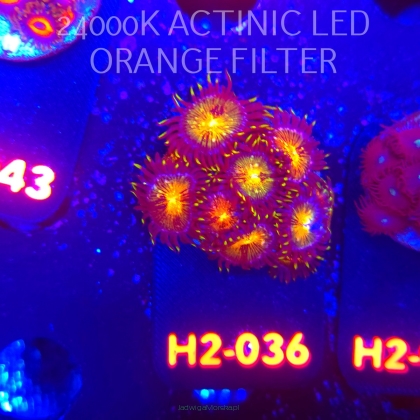 Zoanthus AUSSIE STARLIGHTS ZOA (01.12.2025) 10P  H2-036