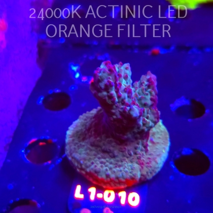 Acropora sp. AUSTRALIA  (14.03.2026) L1-010  5cm