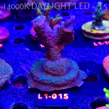 Acropora sp. AUSTRALIA (11.10.2025) L1-015  8cm