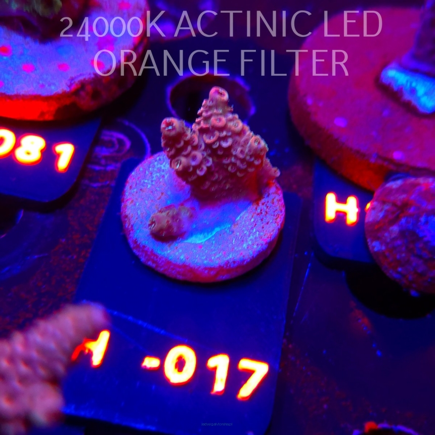 Acropora sp. PREMIUM (24.05.2026) H1-017  2cm
