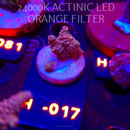 Acropora sp. PREMIUM (24.05.2026) H1-017  2cm