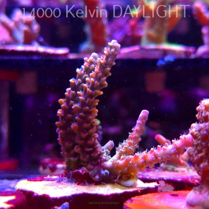 Acropora sp. AUSTRALIA (19.06.2025) L3-I-11  8cm