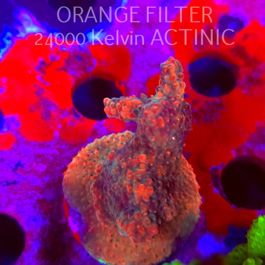 Acropora SPECIAL RED AUSTRALIA (11.08.2025) MM6-III-18  5cm