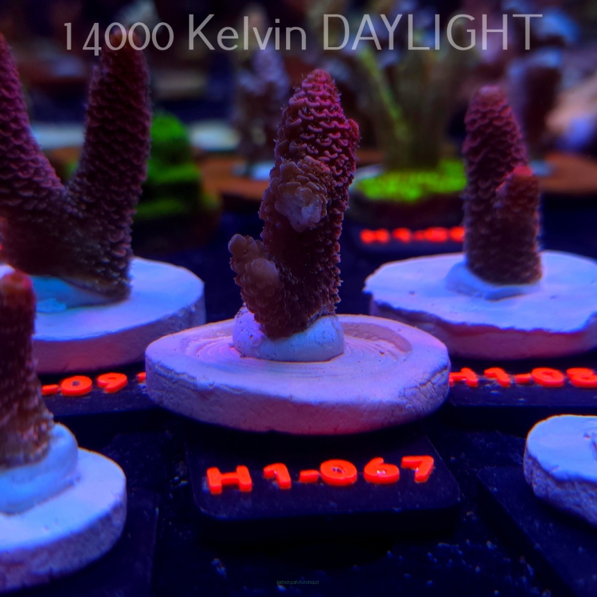Acropora spathulata CORAL SEA ULTRA RED (16.10.2025) H1-067  5cm