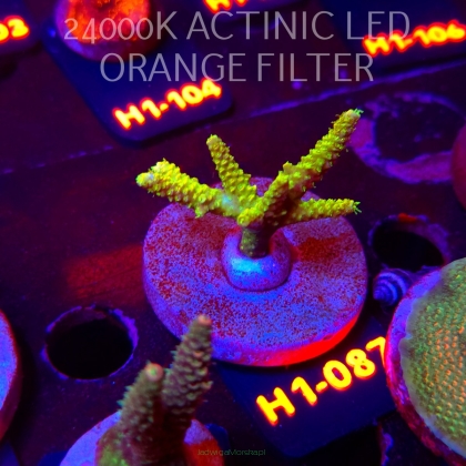 Acropora sp. PREMIUM (24.05.2026) H1-087  5cm
