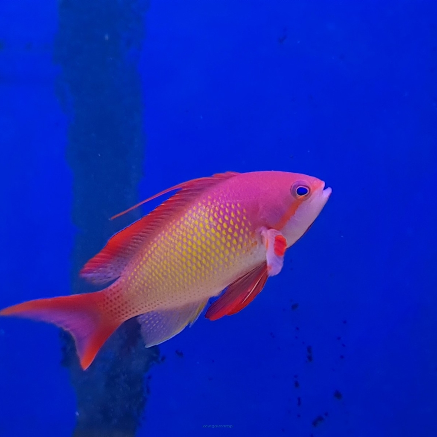 Pseudanthias Squamipinnis samiec 8 cm