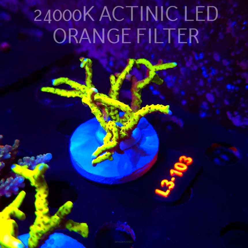 Acropora JMC PINK DREAM (04.01.2026) L3-057  2cm