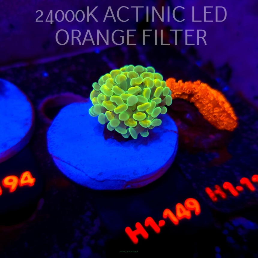Euphyllia paraancora AUSSIE GREEN HOLOGRAM HAMMER (01.07.2026) H1-149