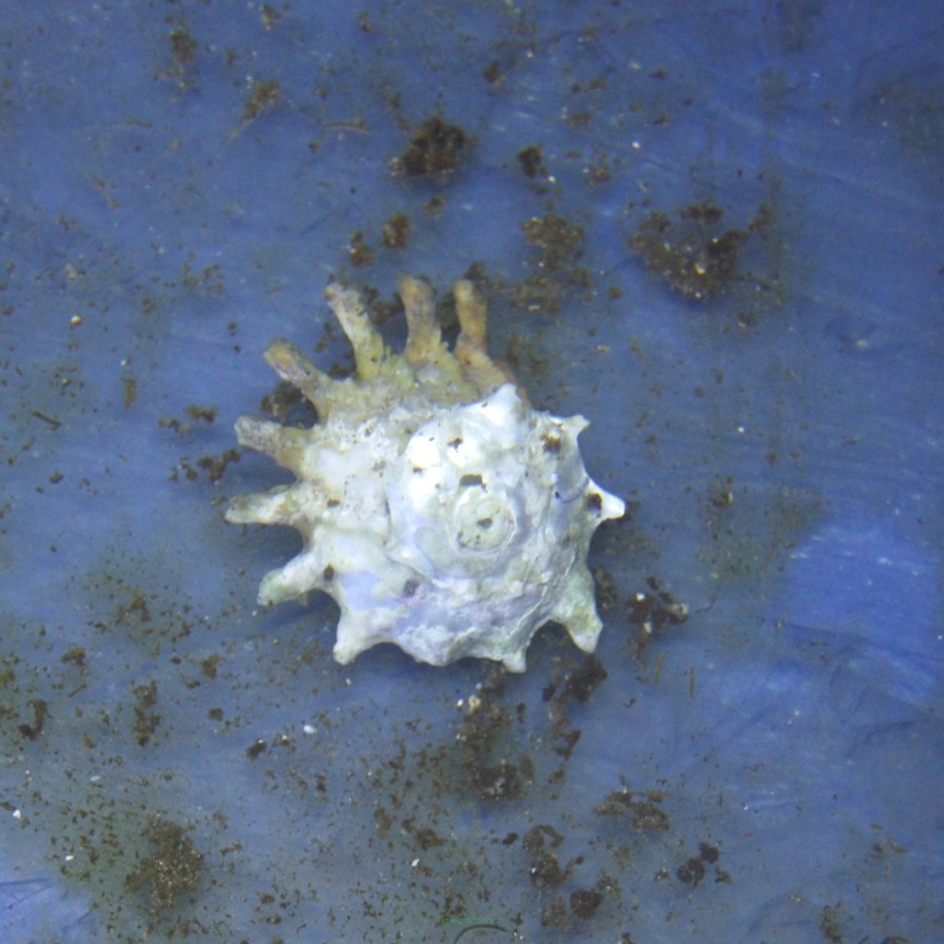 Astraea phoebia (Ninja star snail)