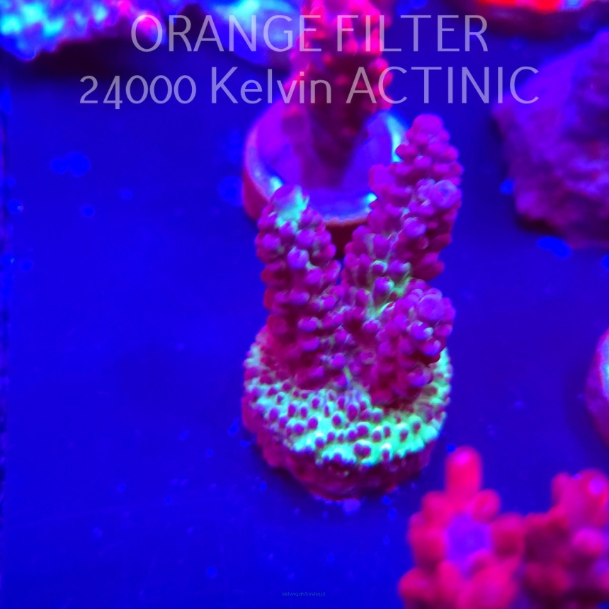 Acropora sp. JMC SPECIAL (04.10.2025)  4cm