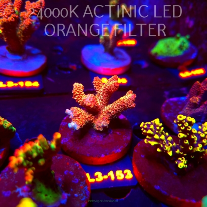 Acropora MILLEPORA RED (11.09.2026) L3-153  5cm