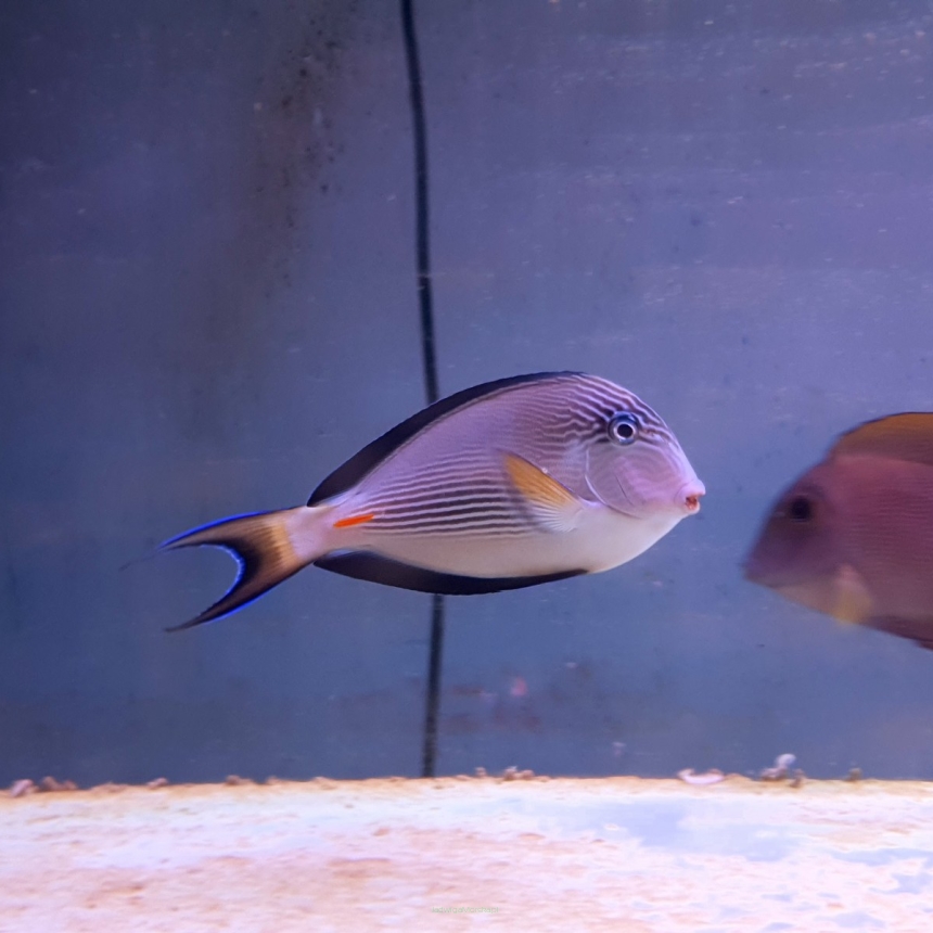 Acanthurus sohal 13-14 cm