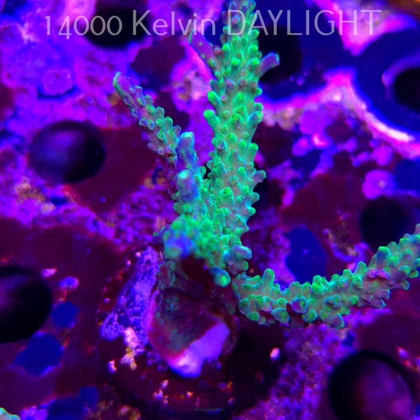 Acropora JMC PRINCESS (11.08.2025) MM6-II-10  7cm