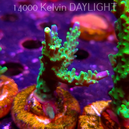 Acropora JMC PRINCESS (07.04.2025) MM6-II-10  5cm
