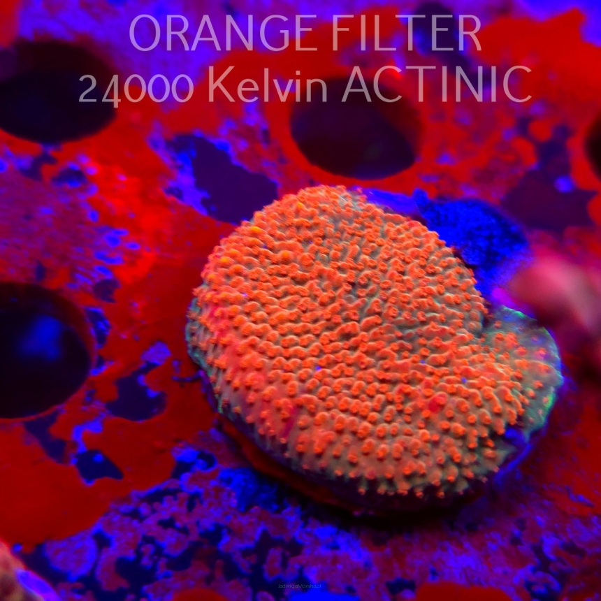 Acropora JMC RAINBOW PRINCESS Signature Frag (11.08.2025) MM6-II-18  3cm