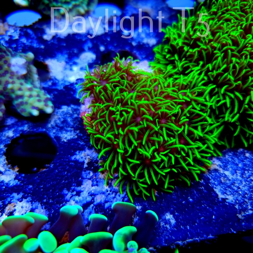 Pachyclavularia violacea ULTRA FLUO (12.06..2023)