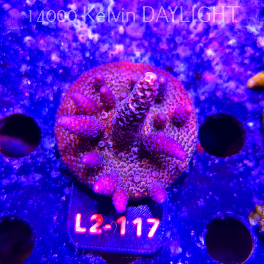 Acropora MILLEPORA PINK (18.03.2026) L2-117  6cm