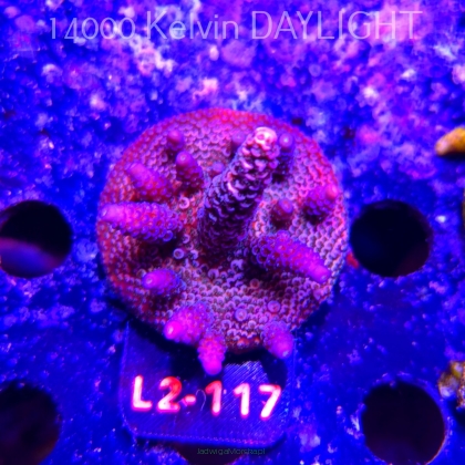 Acropora MILLEPORA PINK (18.03.2026) L2-117  6cm