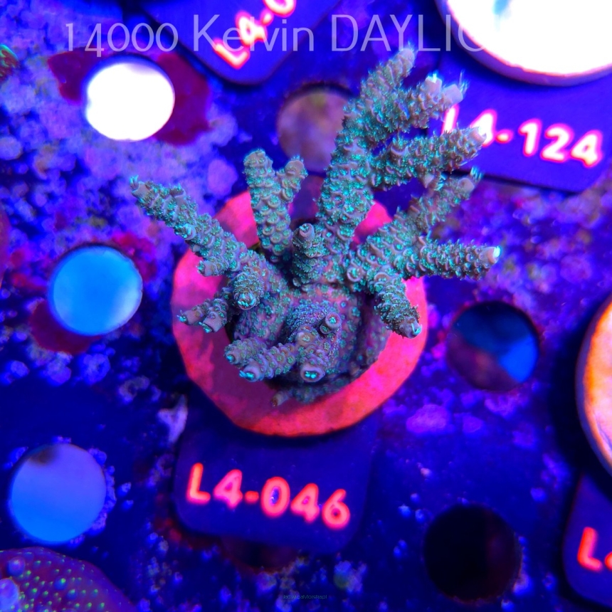 Acropora millepora CLOCKWORK ORANGE (19.05.2026) L4-046  7cm