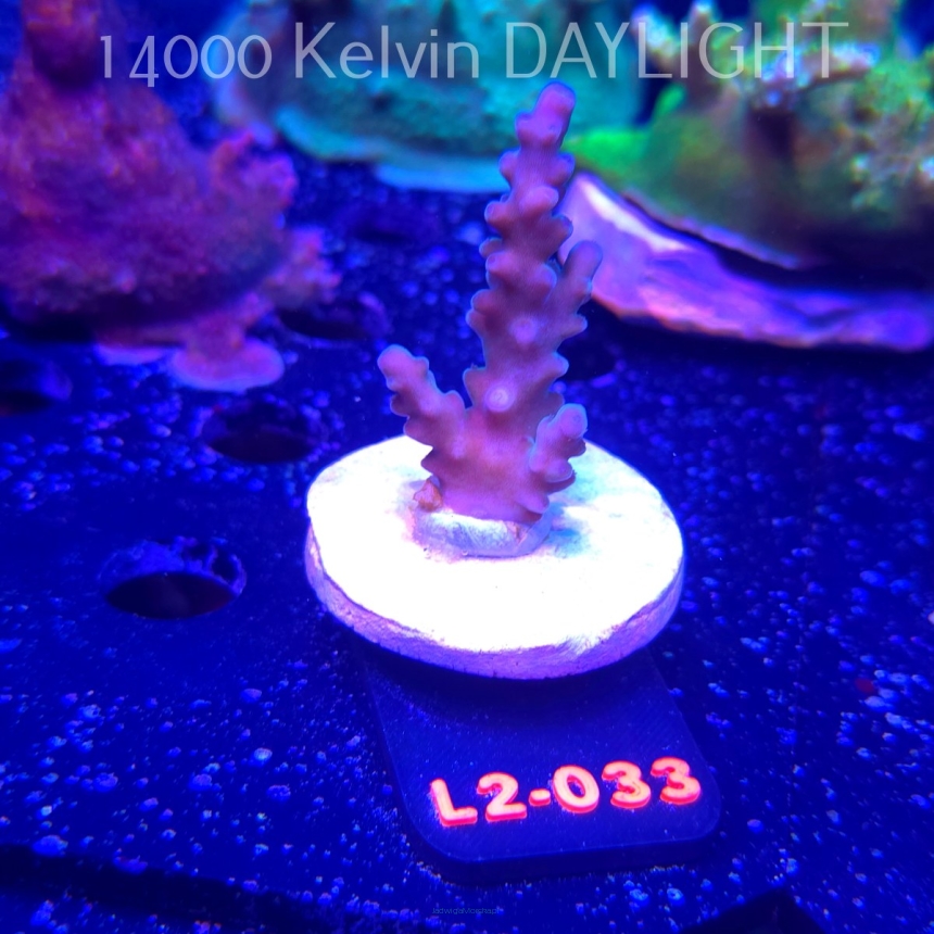 Acropora sp. AUSTRALIA (16.11.2025) L2-033  6cm