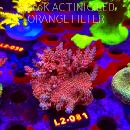 Acropora sp. AUSTRALIA (17.03.2026) L2-081  8cm