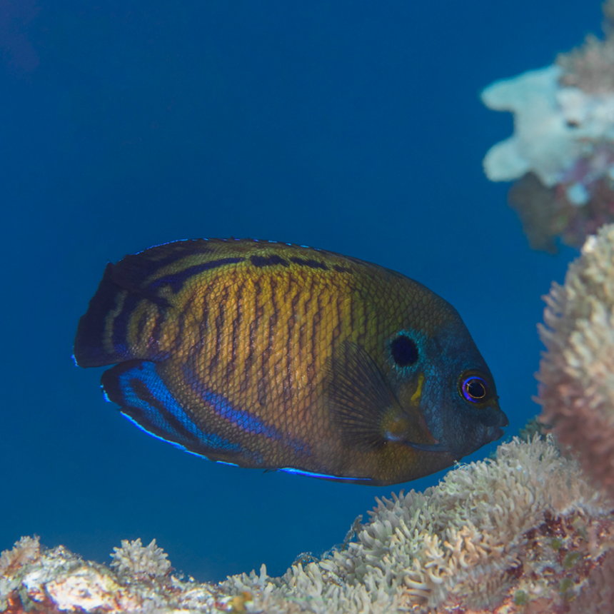 Centropyge multispinis (Blue Fin Angel) 7 cm