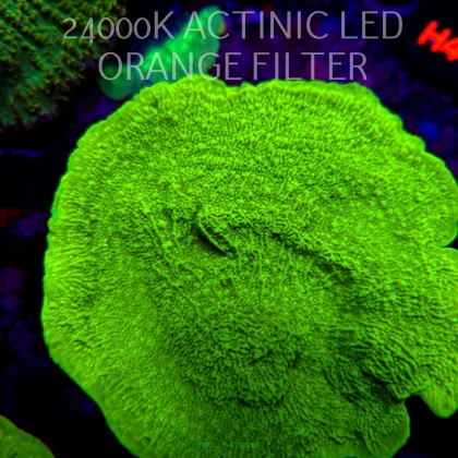 Montipora capricornis TOXIC GREEN (01.06.2026) H4-  12cm