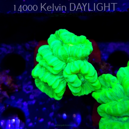 Caulastrea furcata (01.09.2025)  4P