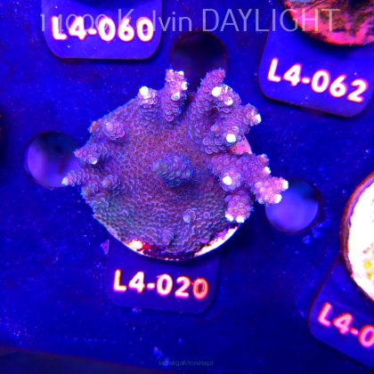Acropora sp. PREMIUM AUSTRALIA (19.05.2026) L4-020  6cm