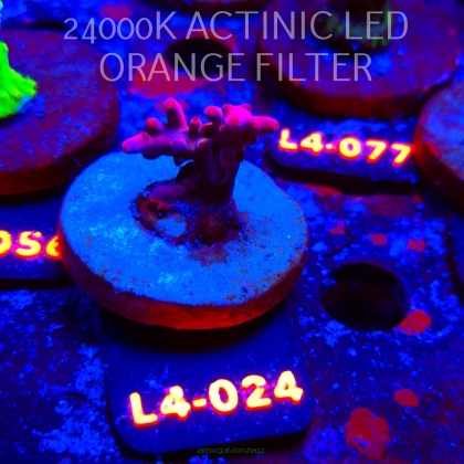 Acropora sp. PREMIUM AUSTRALIA  (07.01.2026) L4-024  3cm