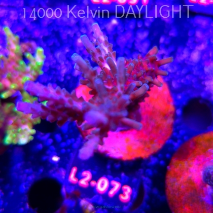 Acropora sp. AUSTRALIA (18.03.2026) L2-073  9cm