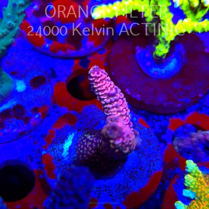 Acropora spathulata PINK PASSION (24.05.2025) L2-III-30  5cm