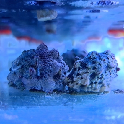 Lunella coronata (Turban snail) 4-5cm