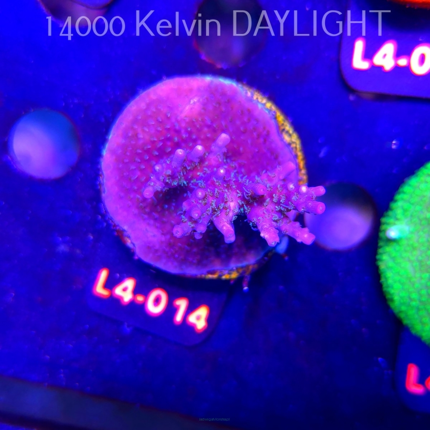 Acropora sp. PREMIUM AUSTRALIA (19.05.2026) L4-014  5cm
