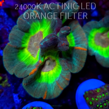 Pectinia alcicornis RAINBOW (20.04.2026) KR-057  12cm PAR80