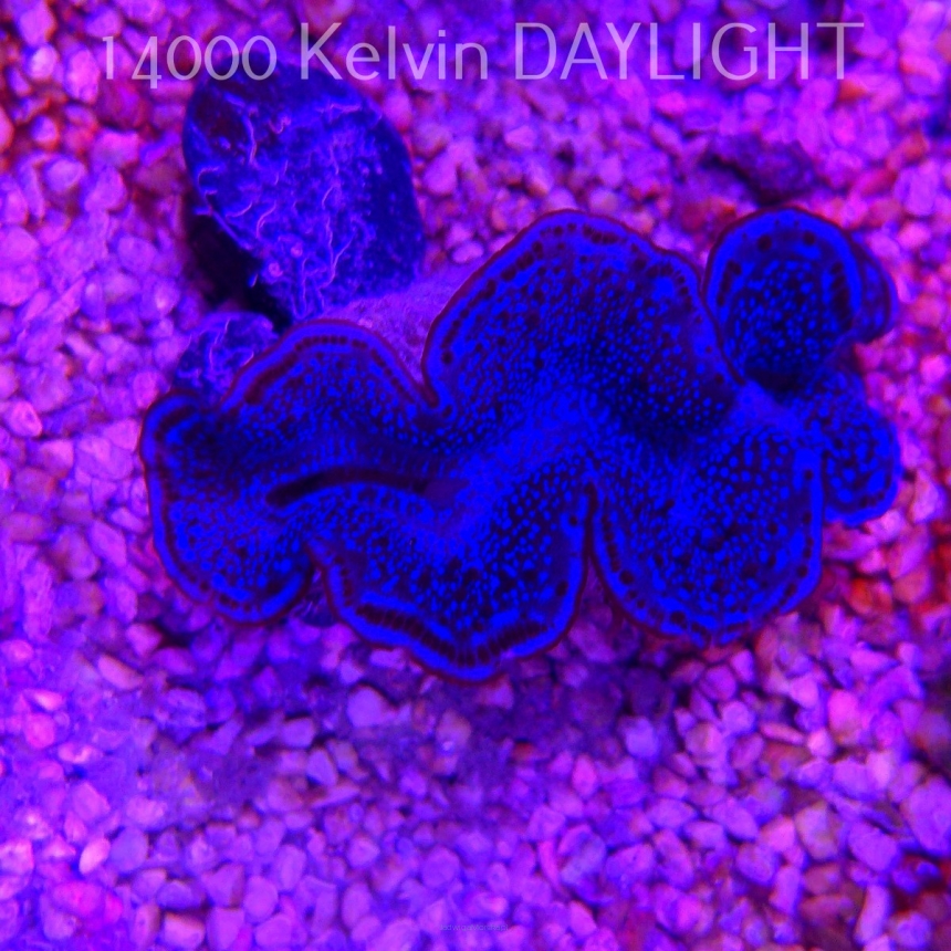 Tridacna maxima ULTRA (20.02.2026) 5cm