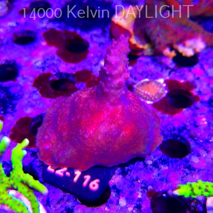 Acropora sp. AUSTRALIA (17.03.2026) L2-116  6cm